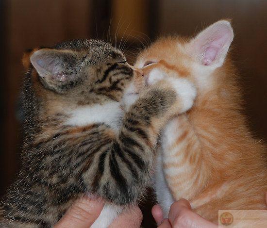 Nếu mệt, hãy tạm gác mọi thứ và nghỉ ngơi