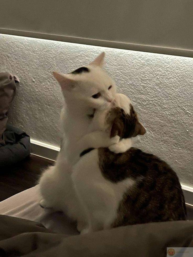 Tớ không cần cậu vui ngay, chỉ cần cậu thở