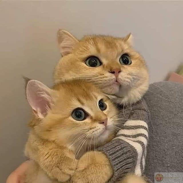 Tớ không cần cậu hoàn hảo, chỉ cần cậu ổn