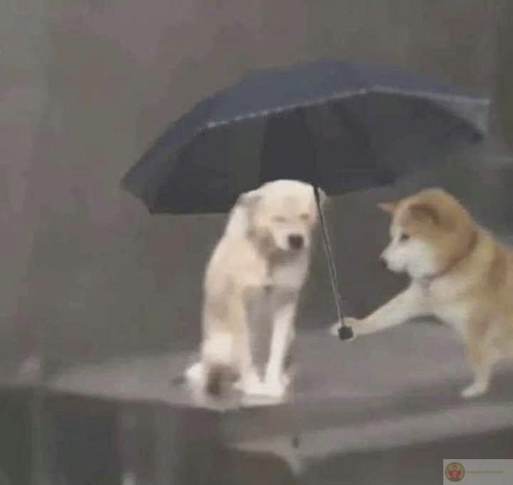 Cậu buồn cũng được, miễn là đừng bỏ cuộc