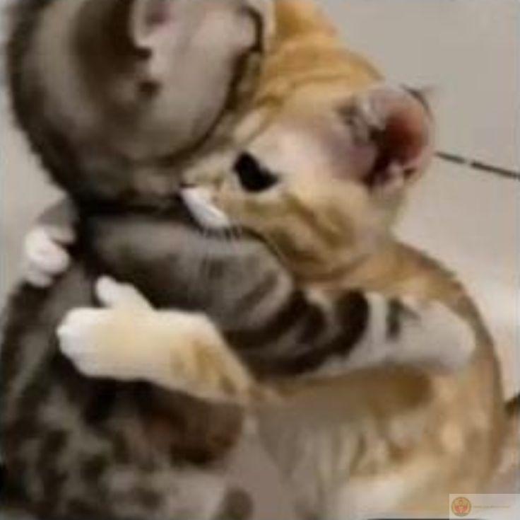 Cậu có thể yếu đuối, không sao đâu mà