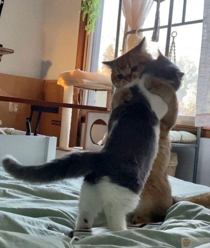 Đôi khi không nói gì là cách an ủi tốt nhất