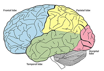 Lobes of the brain