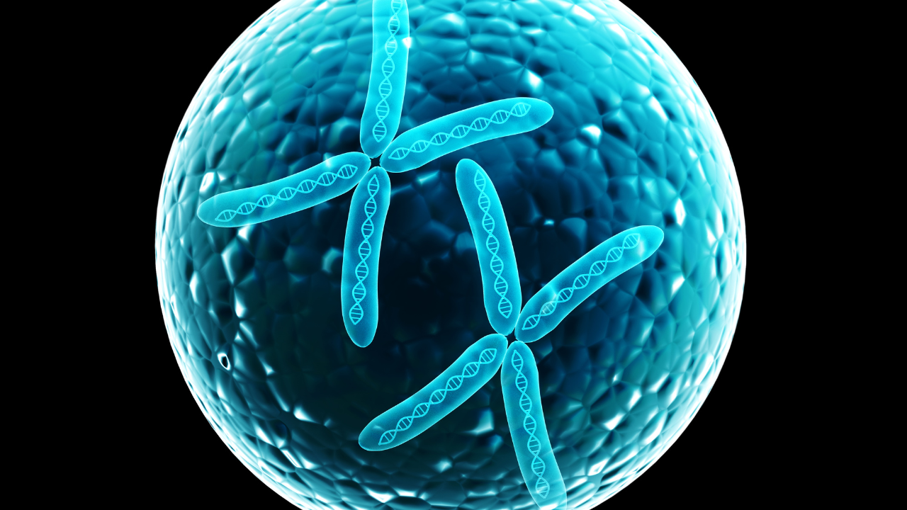 Nhiễm sắc thể tương đồng có cấu trúc vật lý và vị trí các gen gần như giống nhau