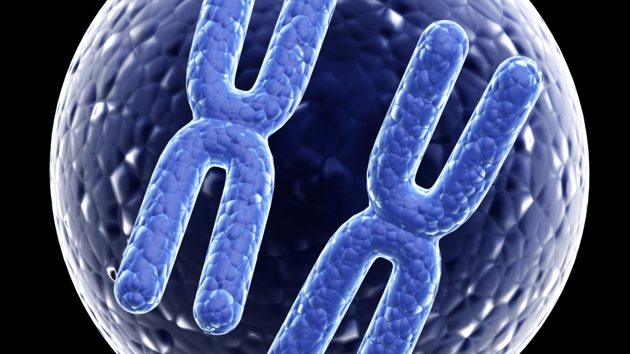 Nhiễm sắc thể tương đồng còn giúp duy trì sự ổn định của bộ gen