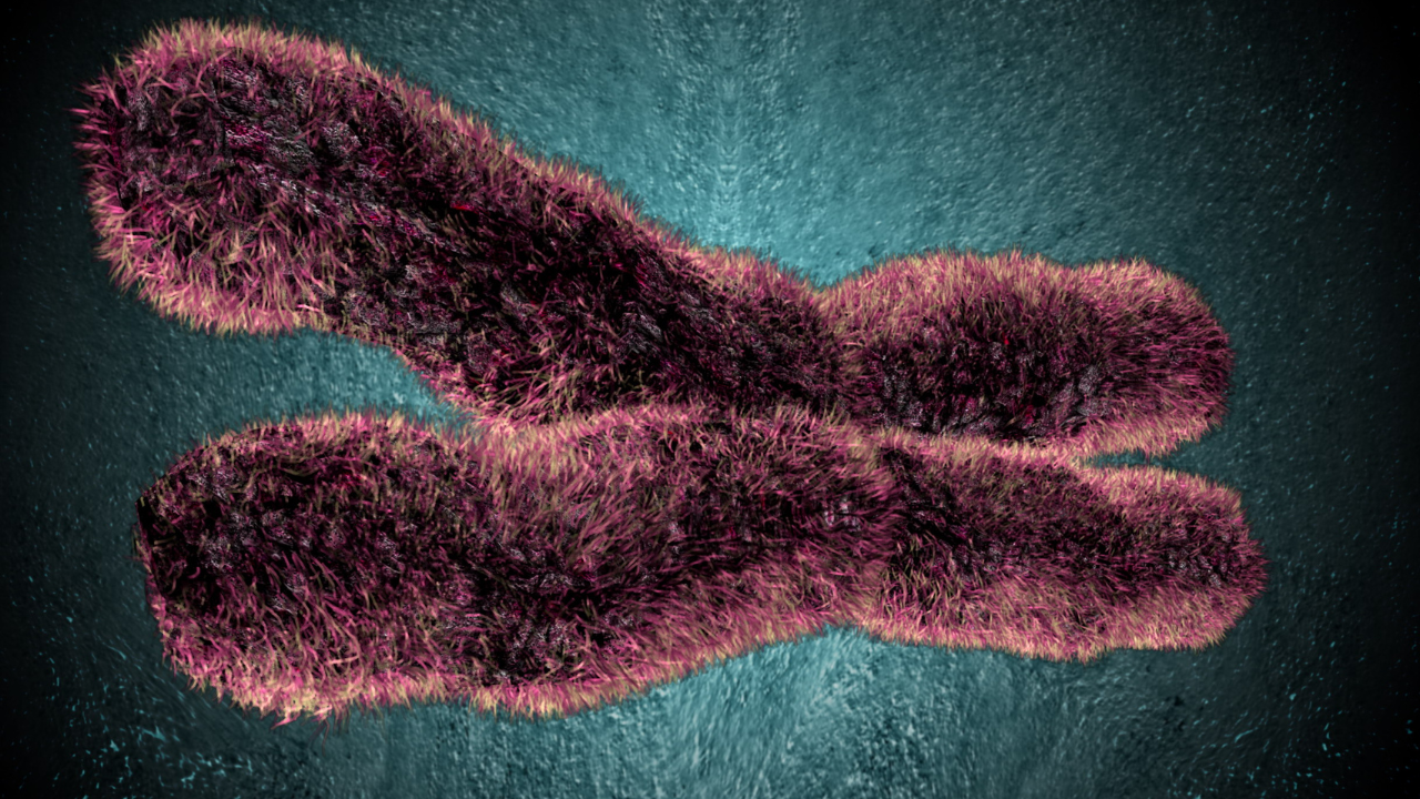 Nhiễm sắc thể tương đồng là gì? Cấu tạo, đặc điểm và chức năng