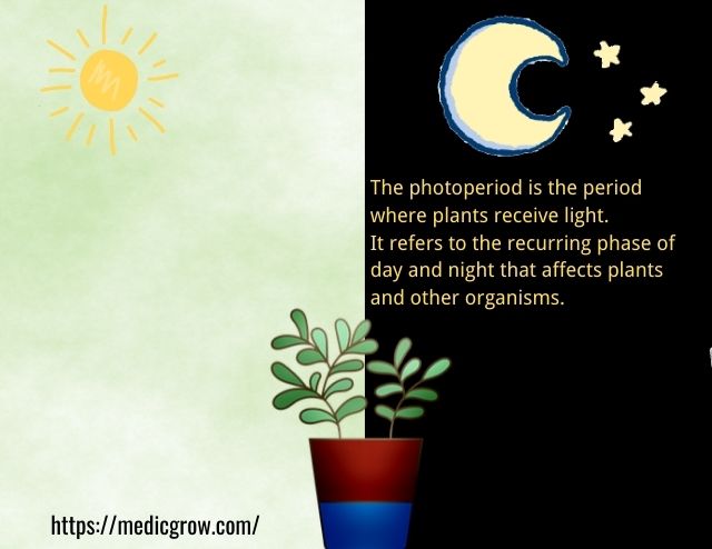 quang kỳ cho sự phát triển của cây