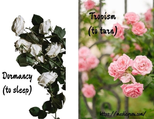 trạng thái ngủ đông trong quá trình sinh trưởng của cây