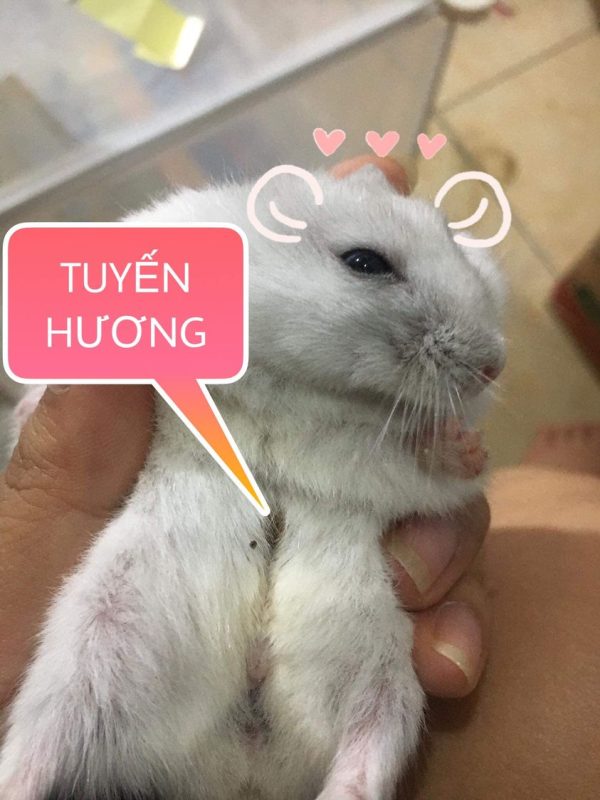 TUYẾN HƯƠNG CỦA HAMSTER
