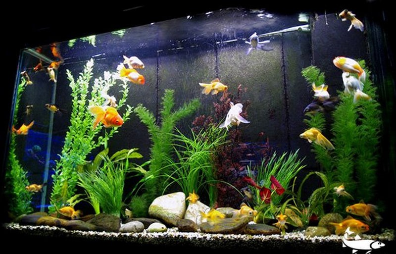 Bể nuôi cá cảnh