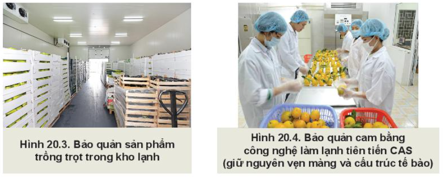 Lý thuyết công nghệ cao trong thu hoạch và bảo quản sản phẩm trồng trọt - Công nghệ 10</>