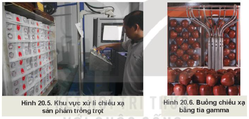 Lý thuyết công nghệ cao trong thu hoạch và bảo quản sản phẩm trồng trọt - Công nghệ 10</>