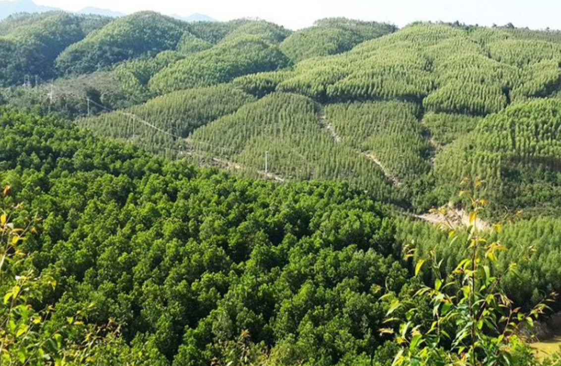 Đặc điểm của rừng đầu nguồn