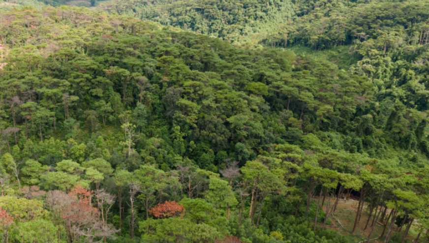 Rừng đầu nguồn là gì? Vai trò quan trọng đối với môi trường