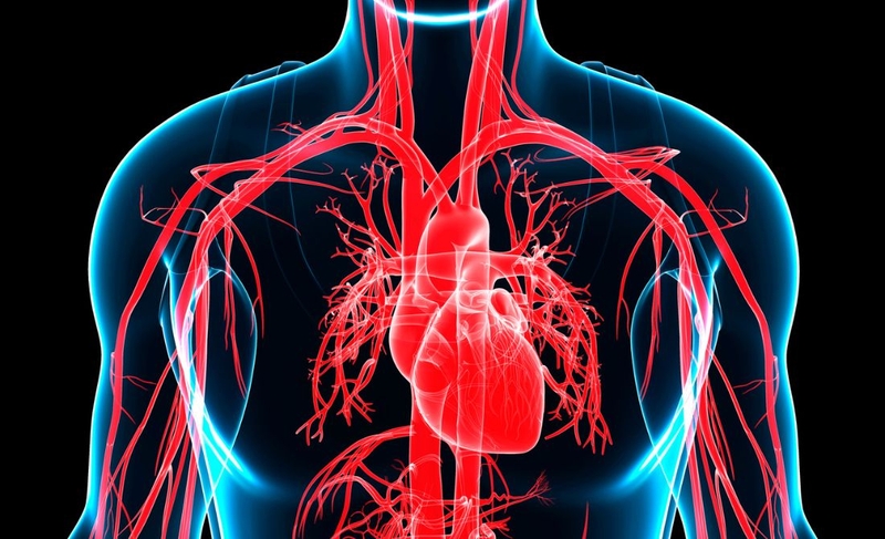 Vận tốc máu cao nhất ở đâu? Tìm hiểu về vận tốc máu bất thường và các bệnh liên quan