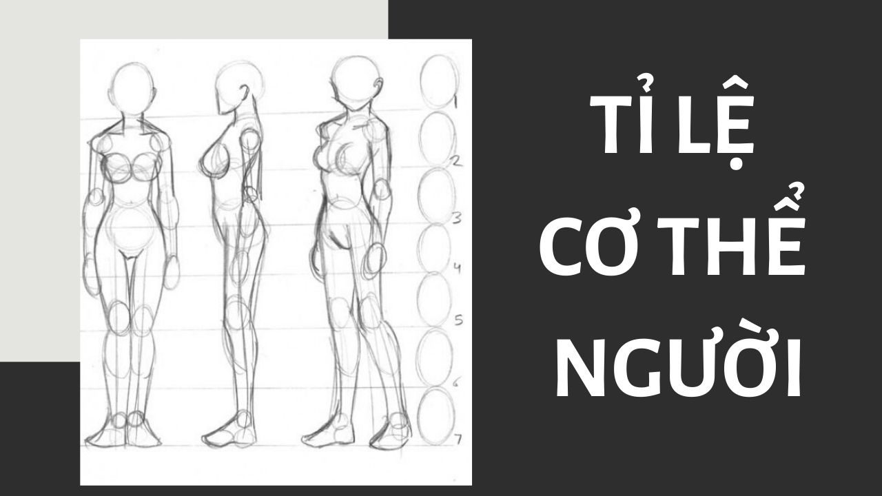 Tỉ lệ cơ thể người