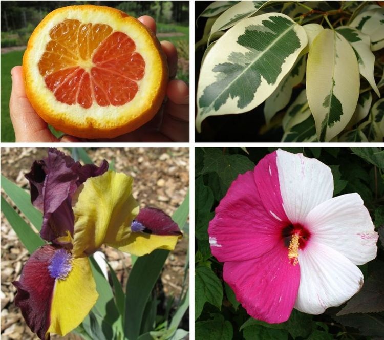 Lý giải sự đột biến tạo nên "giá trị tiền tỷ" của các loài thực vật