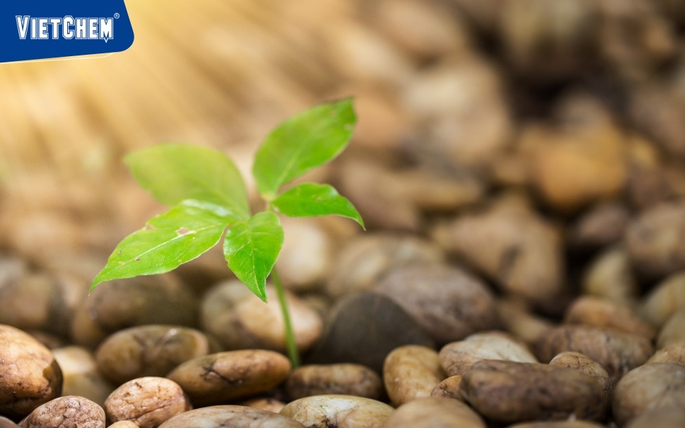 phan-ung-quang-hop-cua-cay