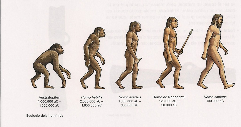evoluciohumana.jpeg