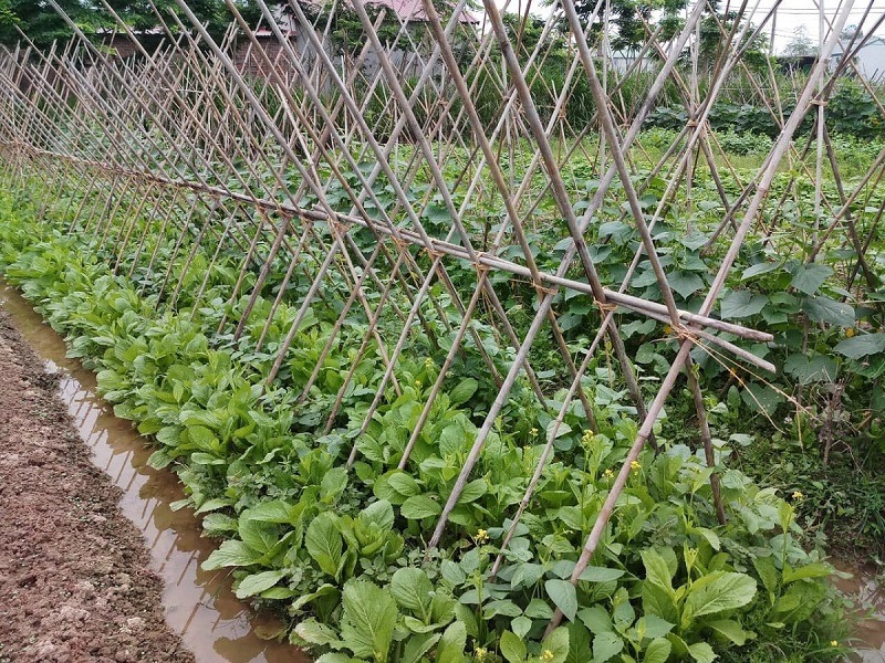 Vai trò của xen canh