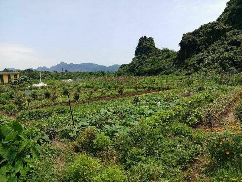 Hiệu quả của xen canh