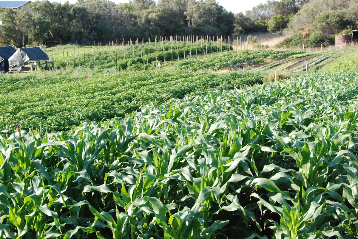 Một số lưu ý khi xen canh