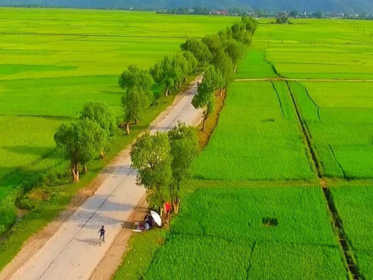 Cánh đồng trồng lúa được chia theo khu