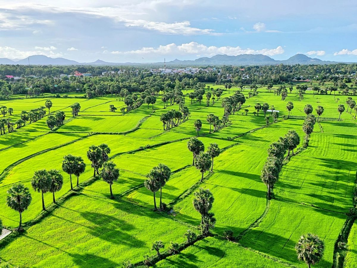 Cánh đồng trong quy hoạch và quản lý đất