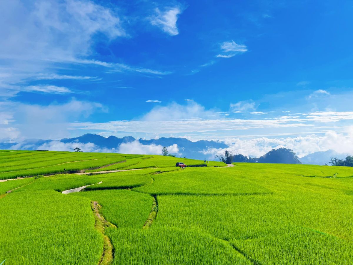 Cánh đồng thể hiện sự linh hoạt khi quy đổi hecta