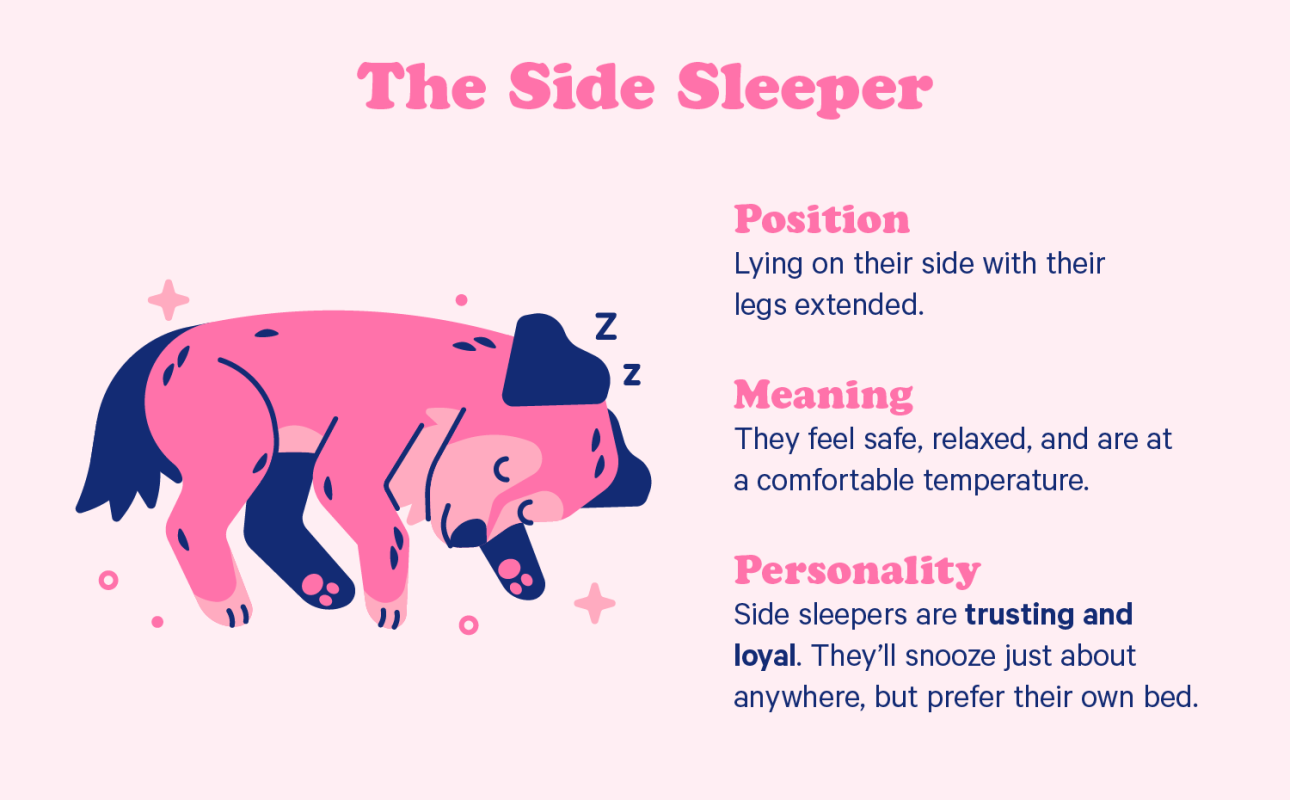 10 Dog Sleeping Positions + Their Adorable Meanings