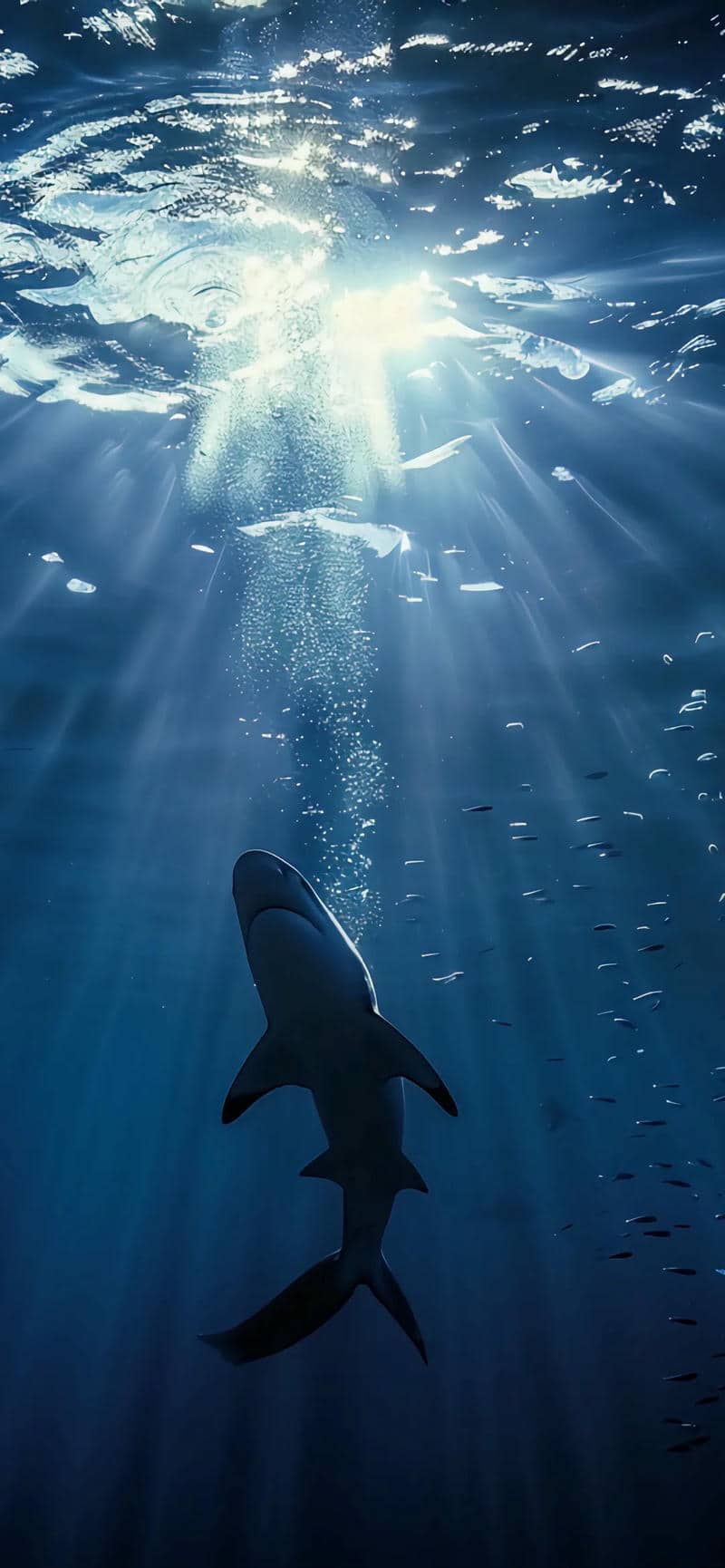 Ảnh cá mập cute siêu dễ thương