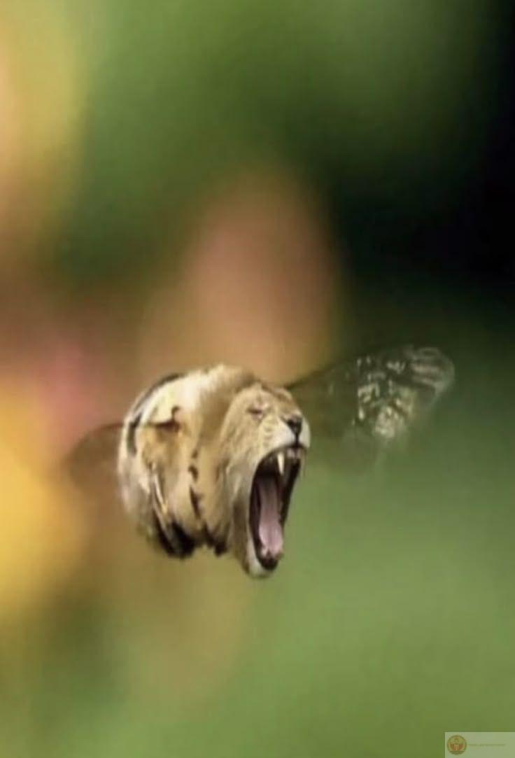 Người dùng chia sẻ brainrot meme để tạo không khí hài hước vui vẻ