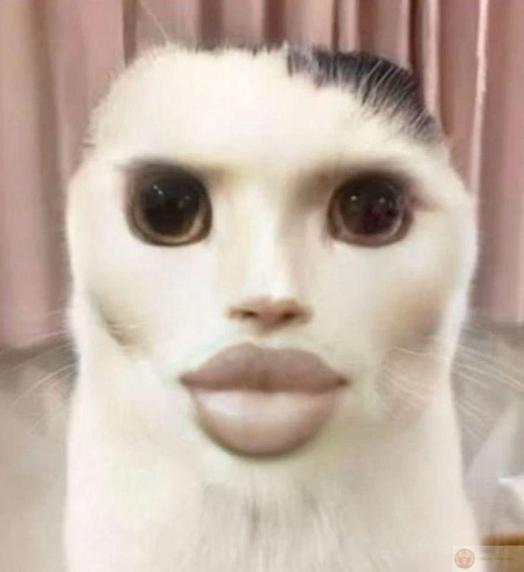 Brainrot meme vui nhộn thường xuất hiện trong những đoạn chat bạn bè