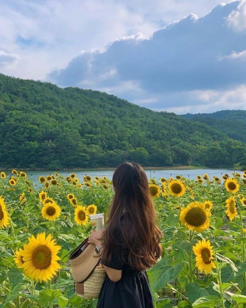 Hình cô gái quy lưng ngắm hoa hướng dương đẹp