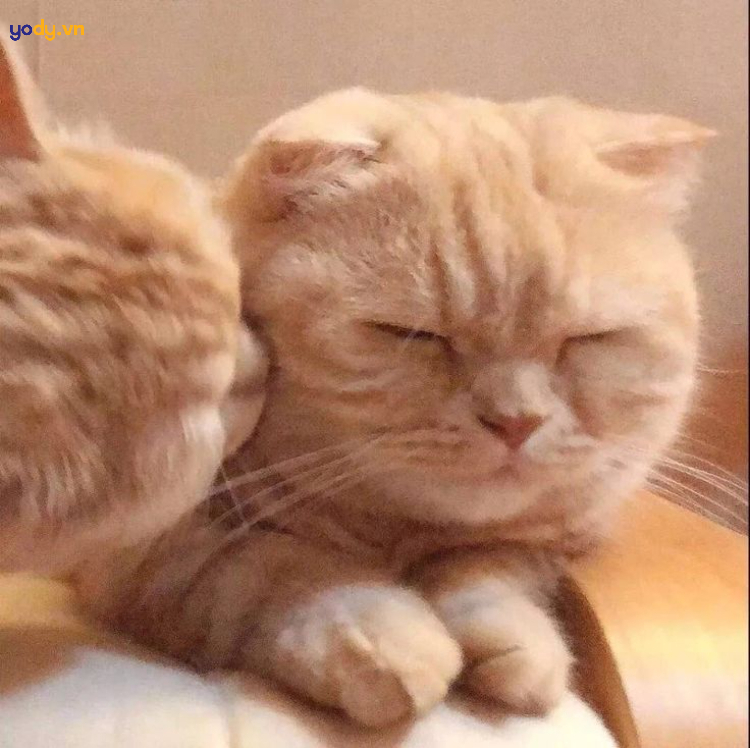Hình ảnh đại diện hài cho mèo cặp đôi dễ thương