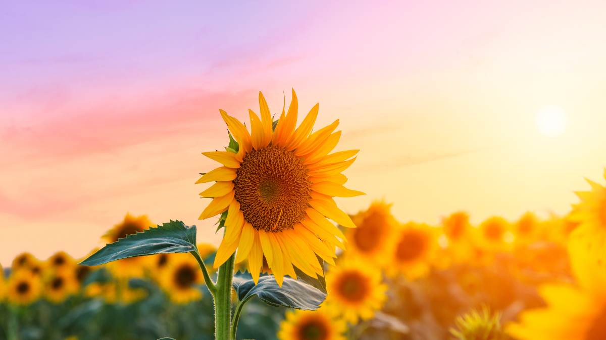 110+ hình nền hoa Hướng Dương đẹp cho điện thoại, máy tính