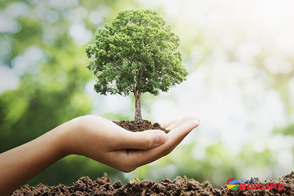 Các cách khắc phục tình trạng hiệu ứng nhà kính hiệu quả