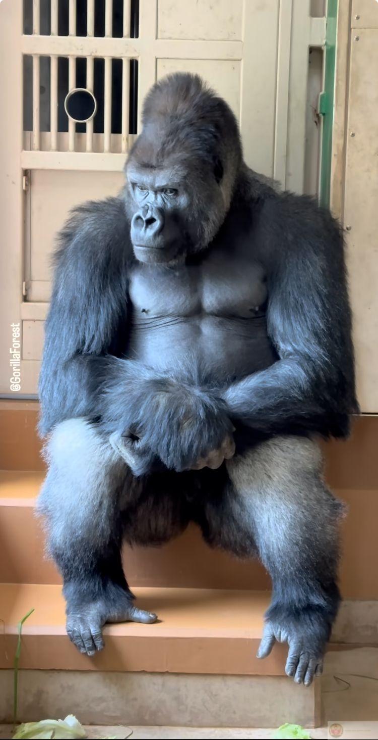 Bộ hình khỉ đột hài hước khiến ai xem cũng phải bật cười vì độ duyên dáng