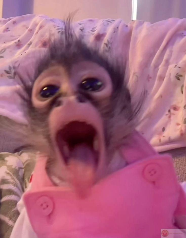 Loạt khỉ meme lan truyền mạnh mẽ nhờ những biểu cảm dí dỏm cực kỳ khó quên