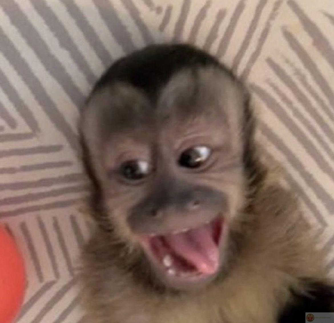 Loạt meme khỉ ngộ nghĩnh được chia sẻ nhiều nhờ sự đáng yêu xen lẫn hài hước