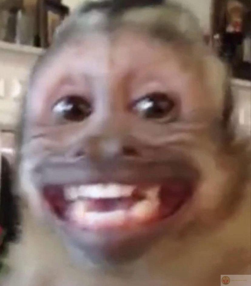 Meme con khỉ hài hước trở thành lựa chọn troll vui nhộn được Gen Z yêu thích