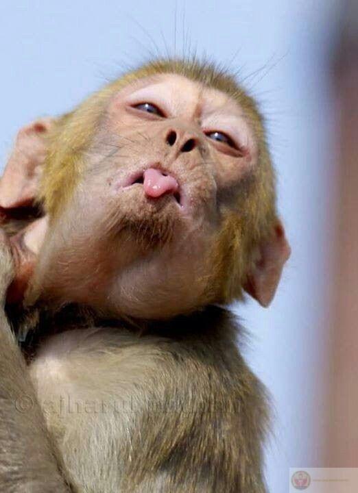 Meme khỉ cute được nhiều bạn trẻ yêu thích nhờ sự đáng yêu và dí dỏm