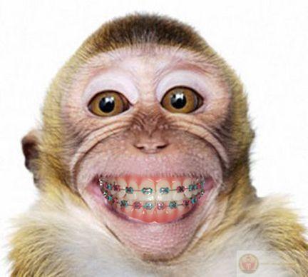 Ảnh chế khỉ ngơ ngác khiến người xem bật cười vì vẻ mặt quá mức ngộ nghĩnh