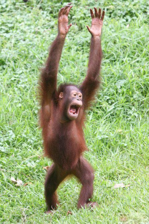 Hình khỉ hài hước được cộng đồng mạng chế lại liên tục với nhiều phiên bản độc lạ