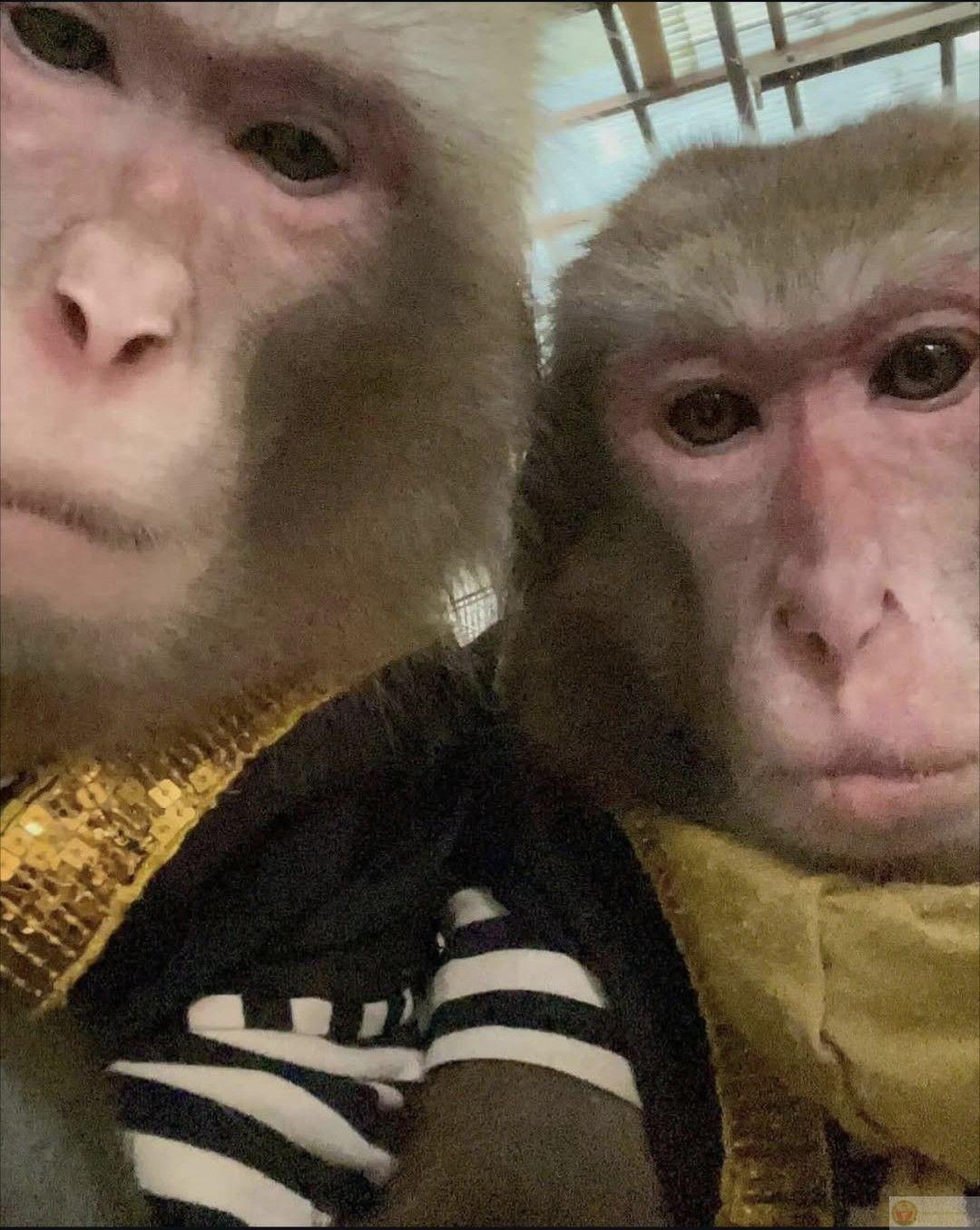 Ảnh chế khỉ với biểu cảm khó hiểu khiến ai cũng phải bật cười không ngớt