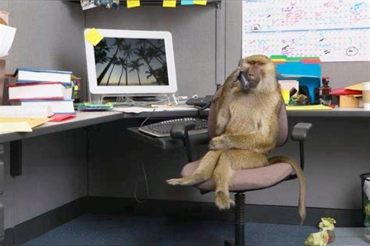 Hình khỉ hài hước được thêm caption troll tạo nên hiệu ứng cười sảng khoái