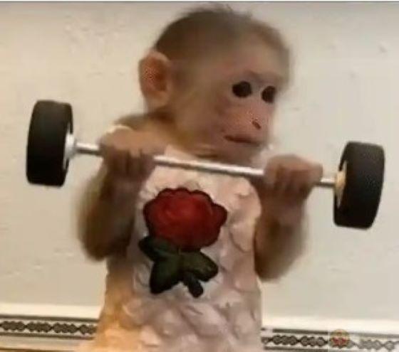 Loạt meme con khỉ hài hước trở thành công cụ giải trí quen thuộc của Gen Z