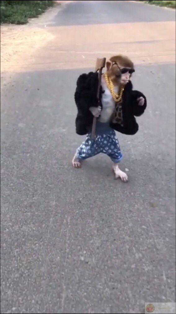 Loạt reaction khỉ hài hước trở thành lựa chọn quen thuộc trong bình luận Facebook