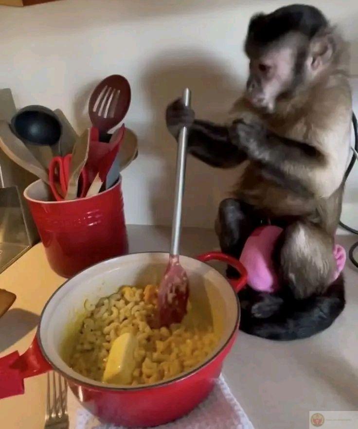 Meme khỉ bựa thường được chế lại trong nhiều phiên bản khiến dân mạng cười rần rần