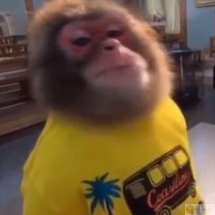 Meme khỉ dí dỏm nhanh chóng trở thành xu hướng nổi bật trên Facebook và TikTok